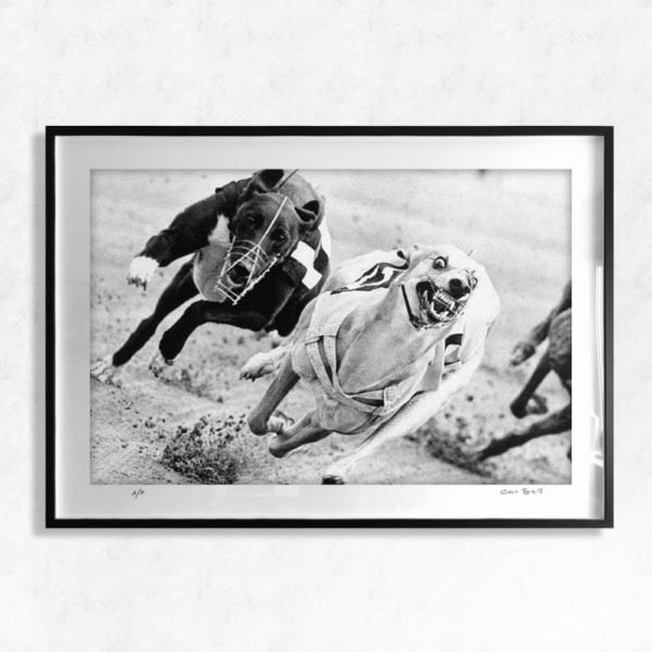 Greyhound racing at Hackney Stadium 1986 - vintage dog racing sports photography print by Chris Smith