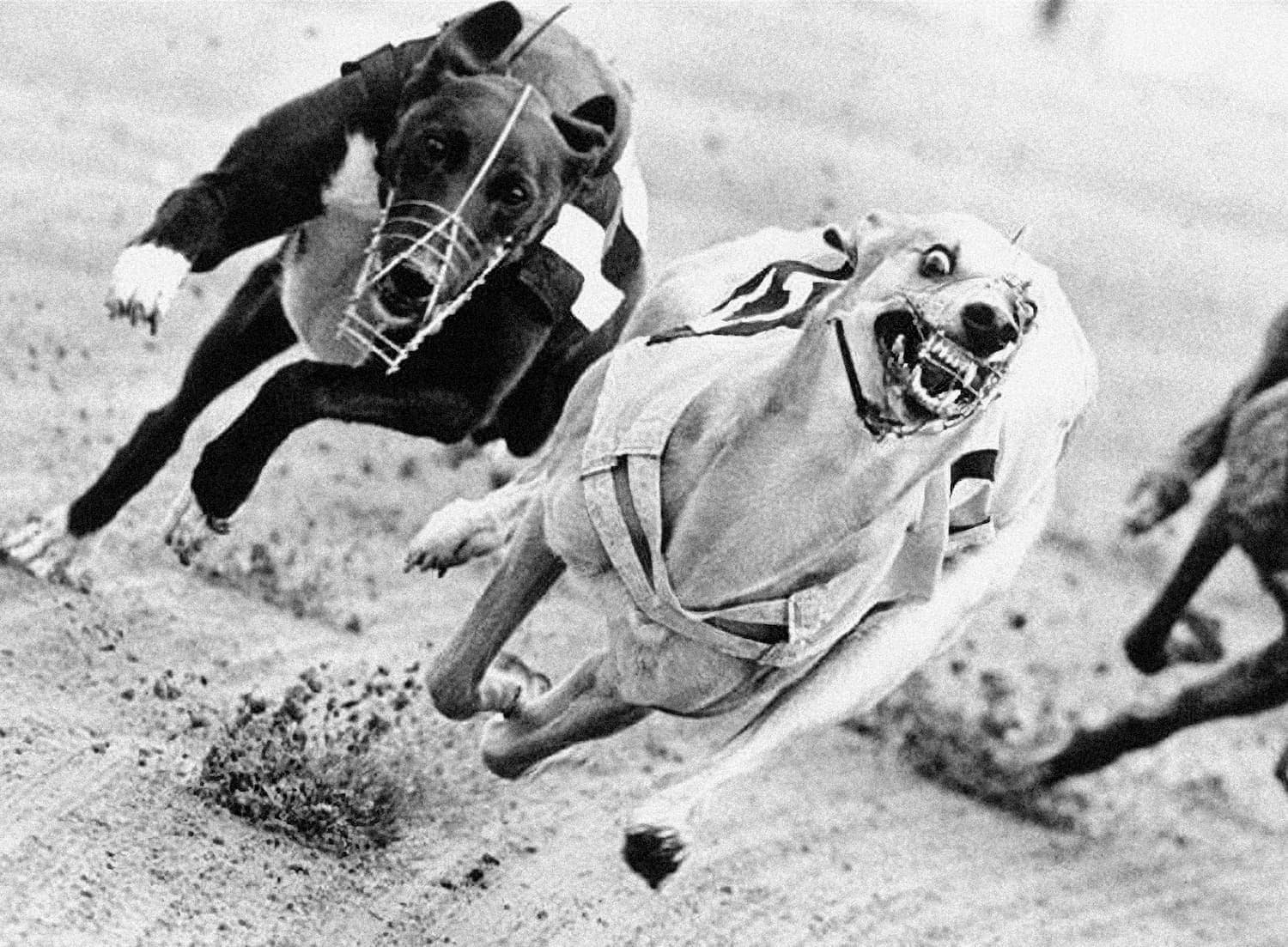 Greyhound racing at Hackney Stadium 1986 - black and white sports photograph by Chris Smith