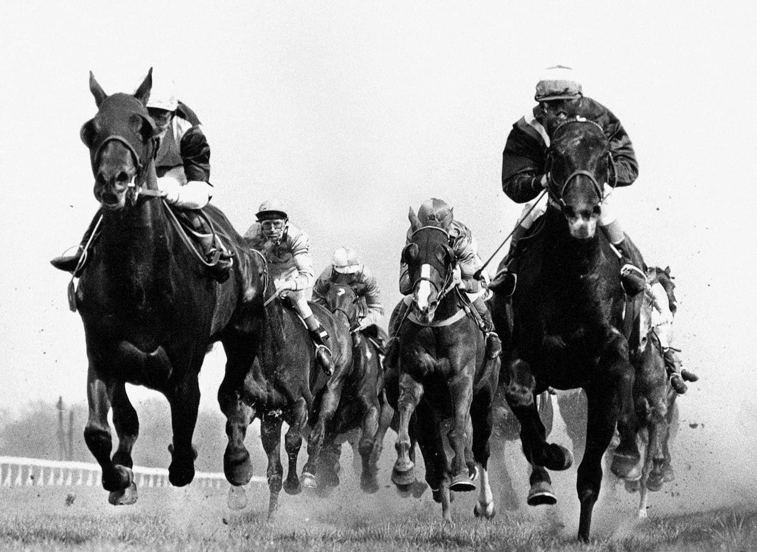Newbury flat race horse racing - sports photograph by Chris Smith